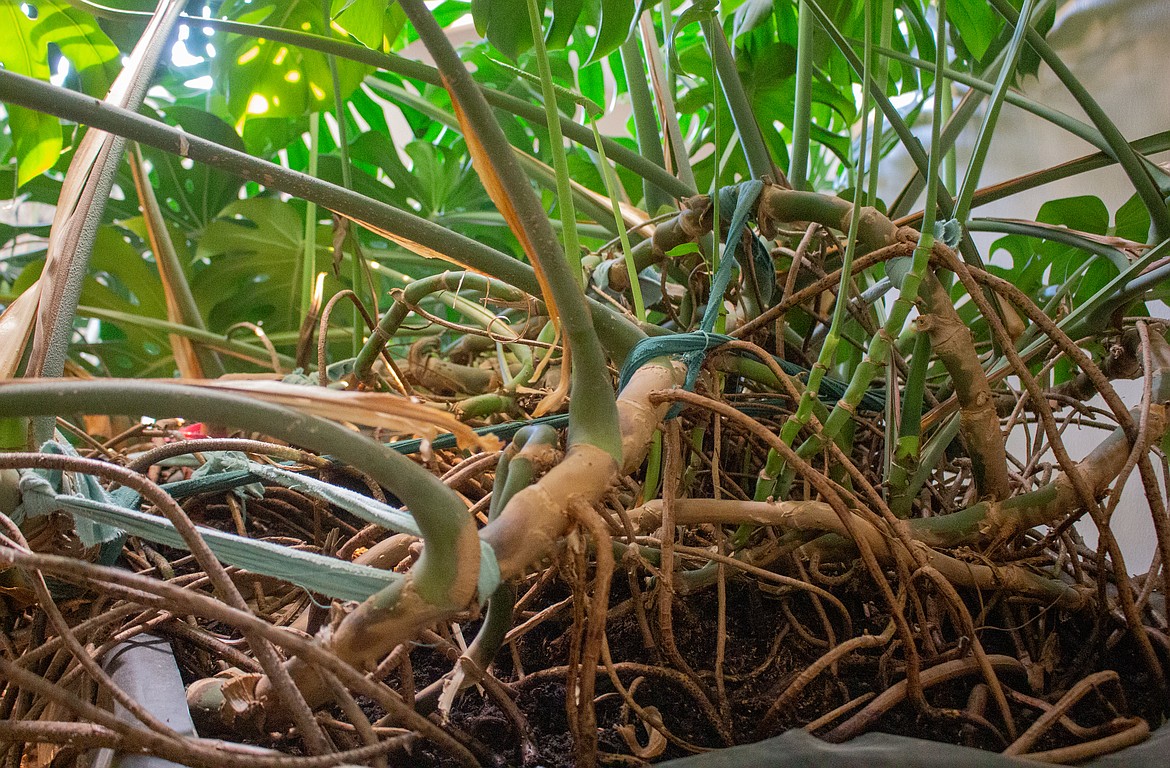 A web of roots and limbs rests under the wide leaves of the Monstera plant in Eric and Karen Lindberg’s home.