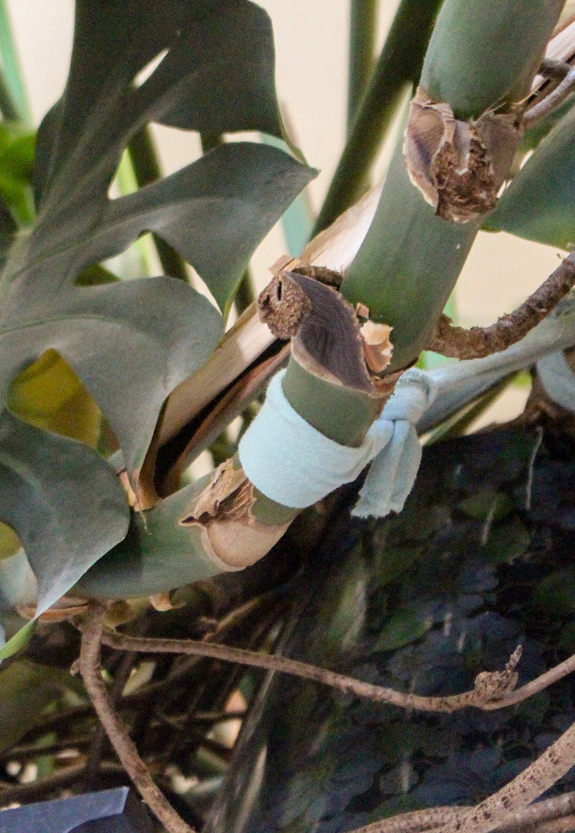 Eric Lindberg said he has tied cloth around some of the limbs of his Monstera plant to guide the roots into the nutrient soil as the plant continues to grow.