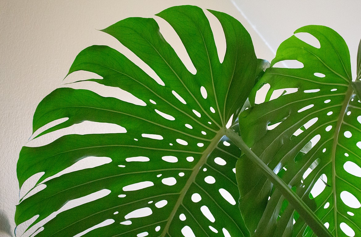 The holes in the leaves of the Monstera help the plant in its natural tropical habitat by allowing the wind and rain to flow through its broad leaves.