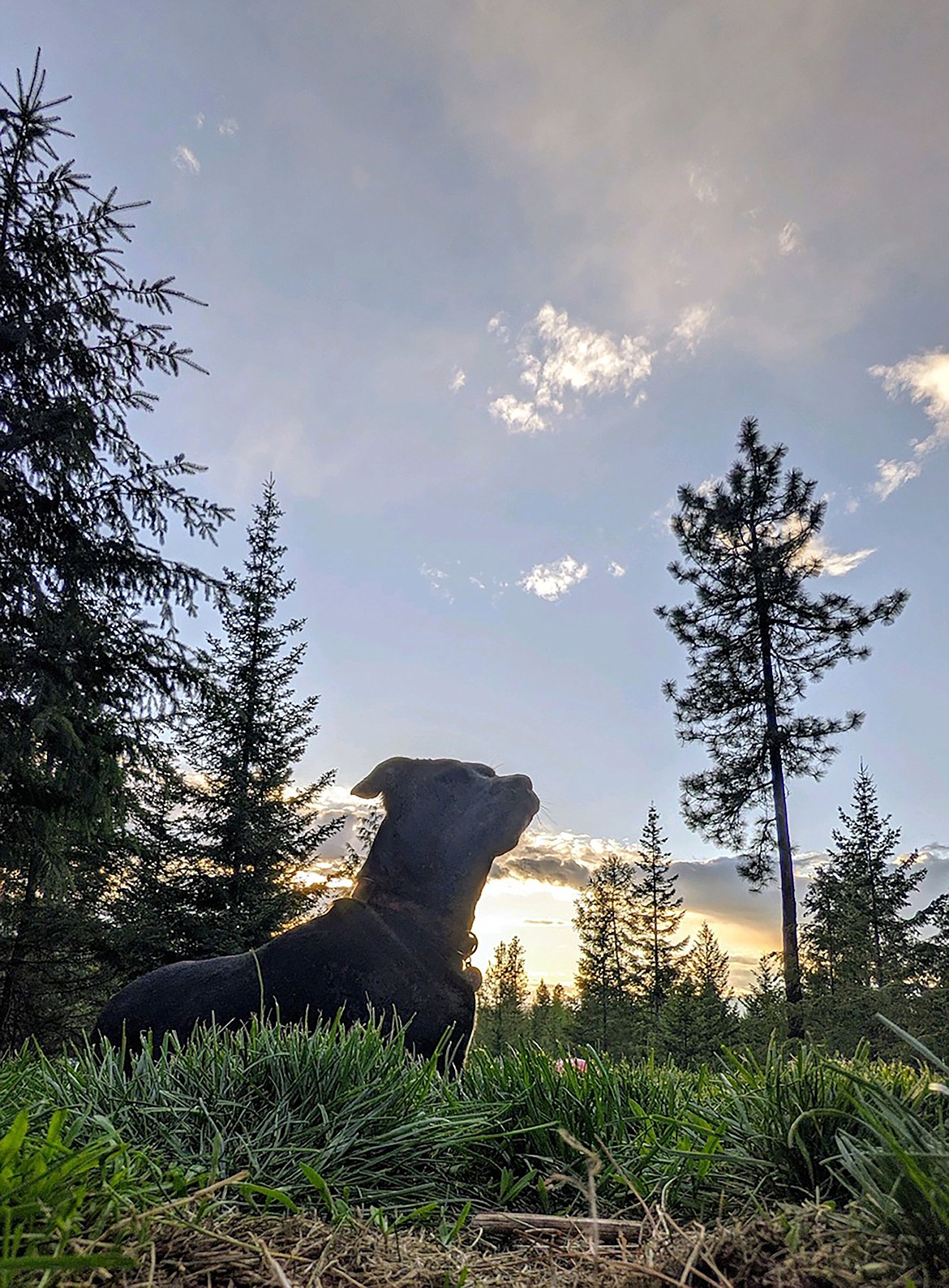 Judith Pollock shared this Best Shot of a four-legged family member enjoying the evening. If you have a photo that you took that you would like to see run as a Best Shot or I Took The Bee send it in to the Bonner County Daily Bee, P.O. Box 159, Sandpoint, Idaho, 83864; or drop them off at 310 Church St., Sandpoint. You may also email your pictures in to the Bonner County Daily Bee along with your name, caption information, hometown and phone number to bcdailybee@bonnercountydailybee.com.