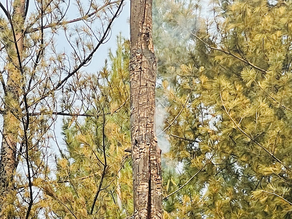 IDL crews are making sure that hot spots like this smoking tree trunk are fully out before they leave the scene of the fire.