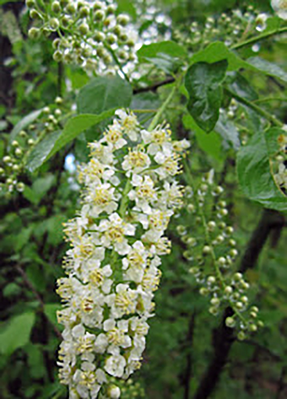 The chokecherry has five-petaled flowers which appear abundantly in showy, 3-6 inch racemes (elongated  flower cluster) from May to June.