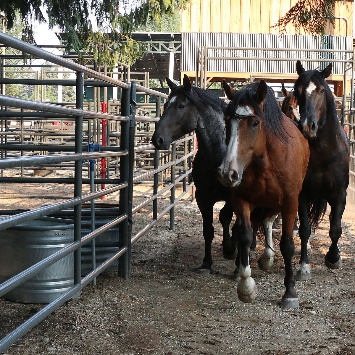 It’s rodeo time | Bonner County Daily Bee
