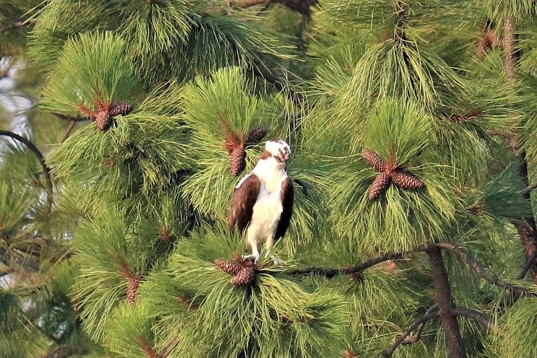 An osprey keeps a watchful eye for a meal from a perch above the Clark Fork River. (Atari Foust/Clark Fork Valley Press)