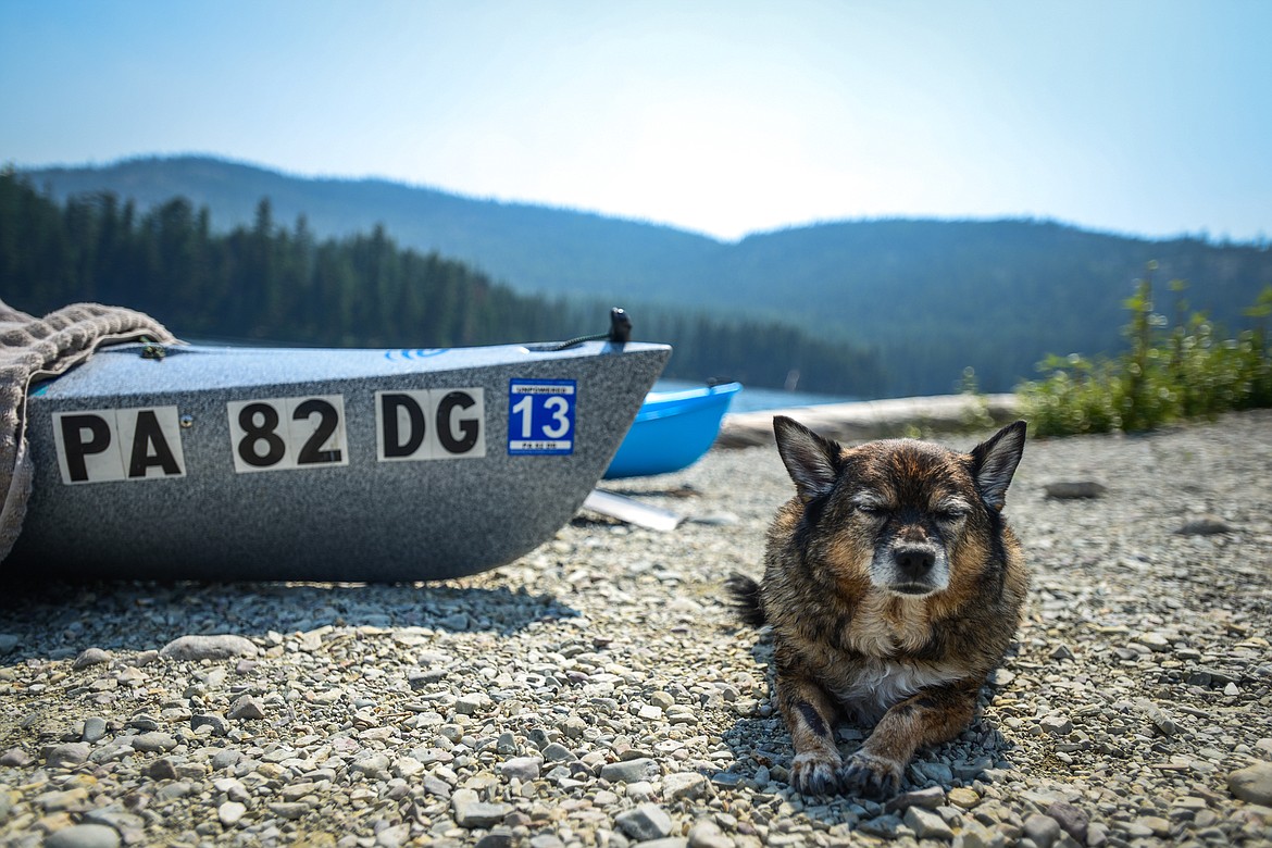 Our senior chihuahua/Pomeranian mix tries to fight off exhaustion from an afternoon of swimming and kayaking at Horseshoe Lake in Lincoln County on Sunday, July 25, 2021. (Casey Kreider/Daily Inter Lake)