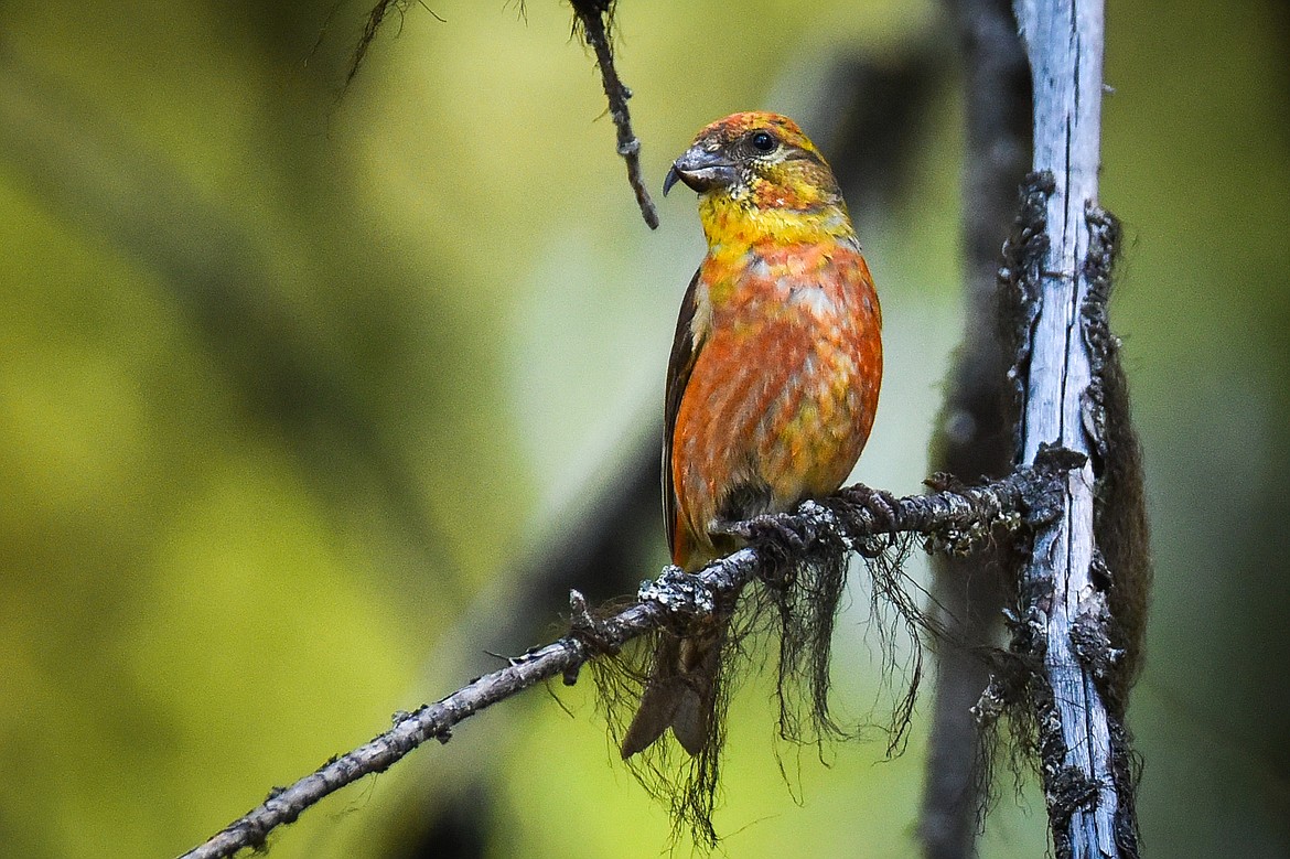 A red crossbill perches on a branch in Lincoln County on Sunday, July 25, 2021. Crossbills have mandibles which are crossed at the tips, allowing them to extract seeds from conifer cones and other fruits. (Casey Kreider/Daily Inter Lake)
