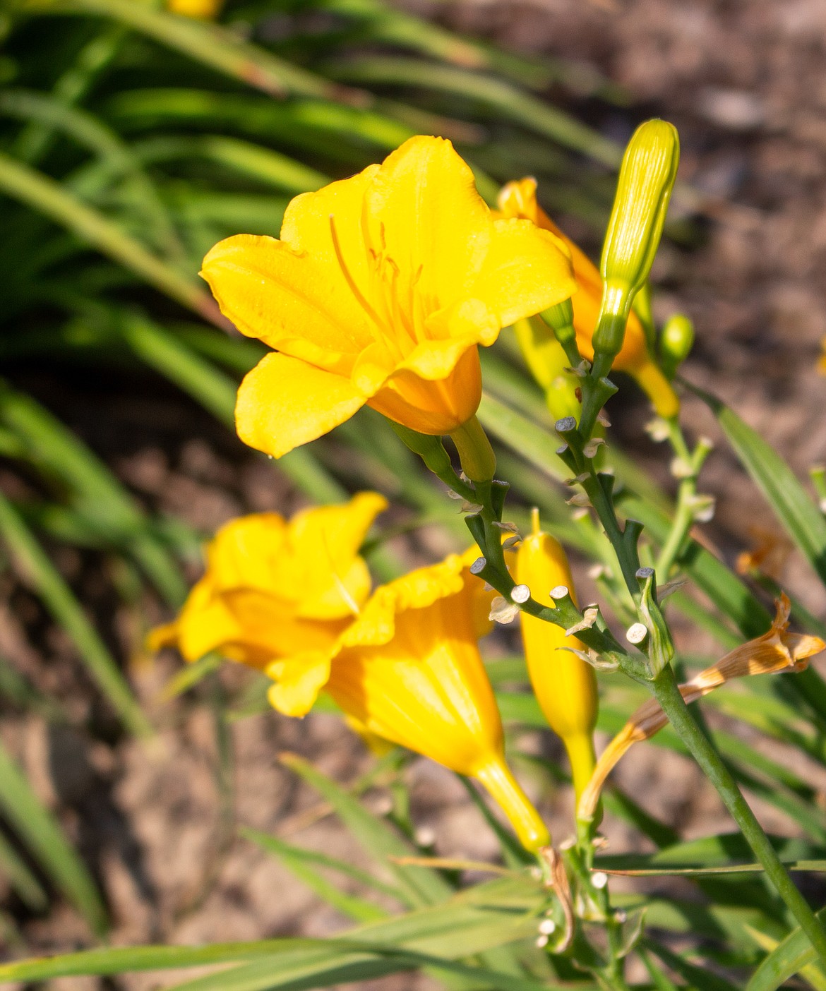 Stella de Oro daylilies, like the one pictured here, are just some of the varieties of flowers Julie Phipps has found grow well in the Columbia Basin.