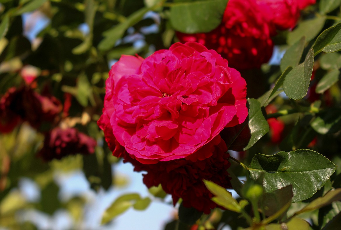 Roses, like the climbing rose bloom seen here, are among the favorites for Julie Phipps in her yard outside of Moses Lake.