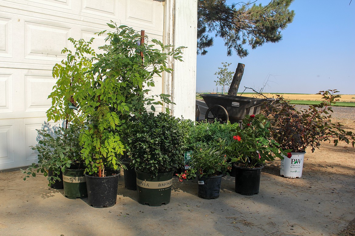 Ever-expanding, Julie Phipps has a selection of plants next to her home ready to go into a new garden bed.