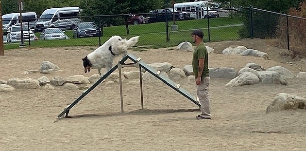 Coeur d'Alene resident Joe Barrett runs his dog Kenzie over an agility obstacle at McEuen Dog Park downtown. Barrett said he regularly visits both McEuen and Cherry Hill dog parks.