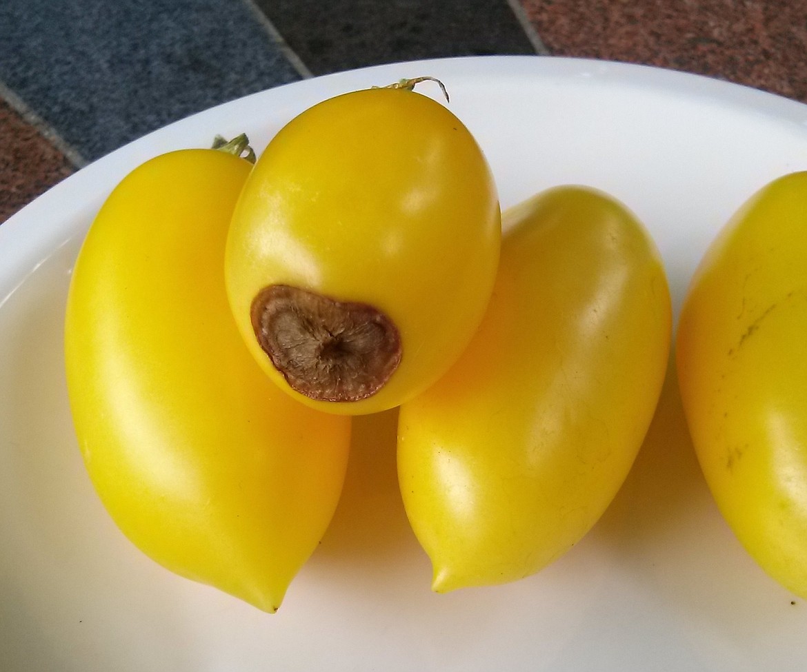 Paste-type tomatoes like these "Cream Sausage" are more prone to BER than other types of tomatoes.