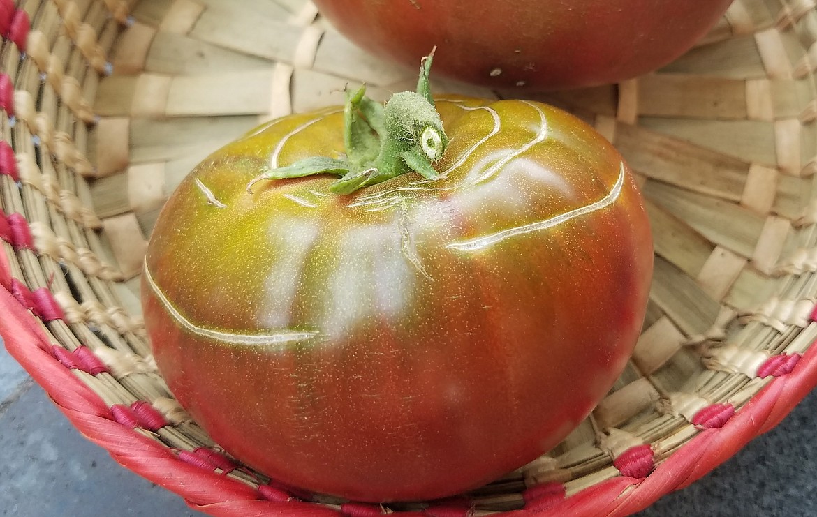 When over-watering occurs, concentric cracks like these can lead to the tomato bursting.