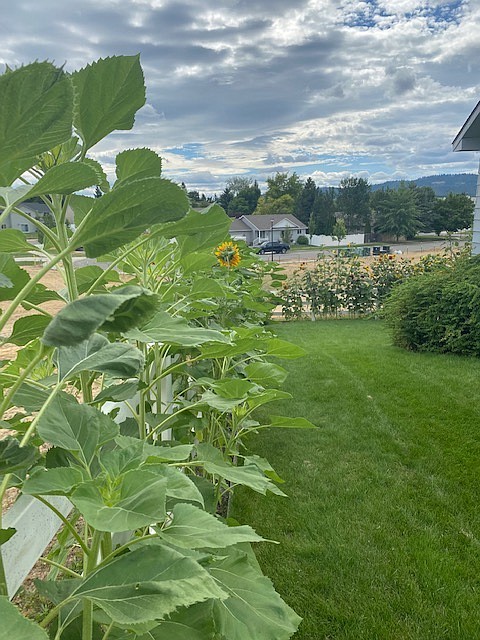 Planting the sunflowers along the fence is an annual tradition at the home of Roberta "Bertie" Smith, gardener and artist extraordinaire