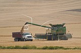Severe drought devastates Washington state's wheat crop