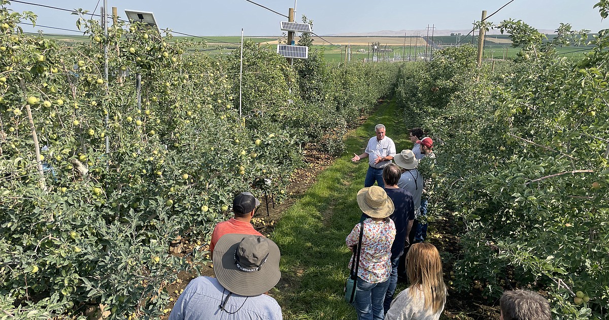 Apple orchards are within an arm's reach throughout the county