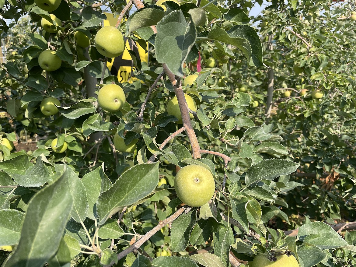 Apples growing in the Smart Orchard.