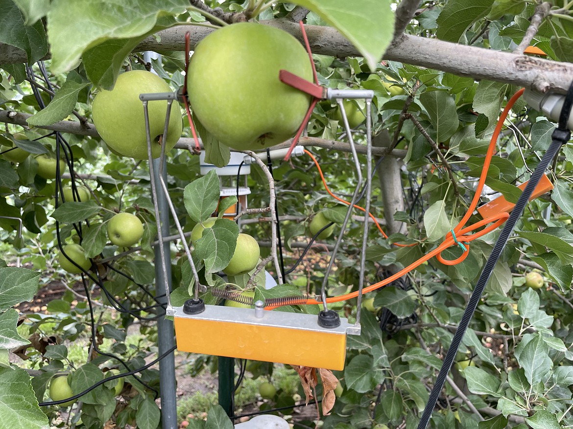 A dendrometer measuring an apple as it grows.