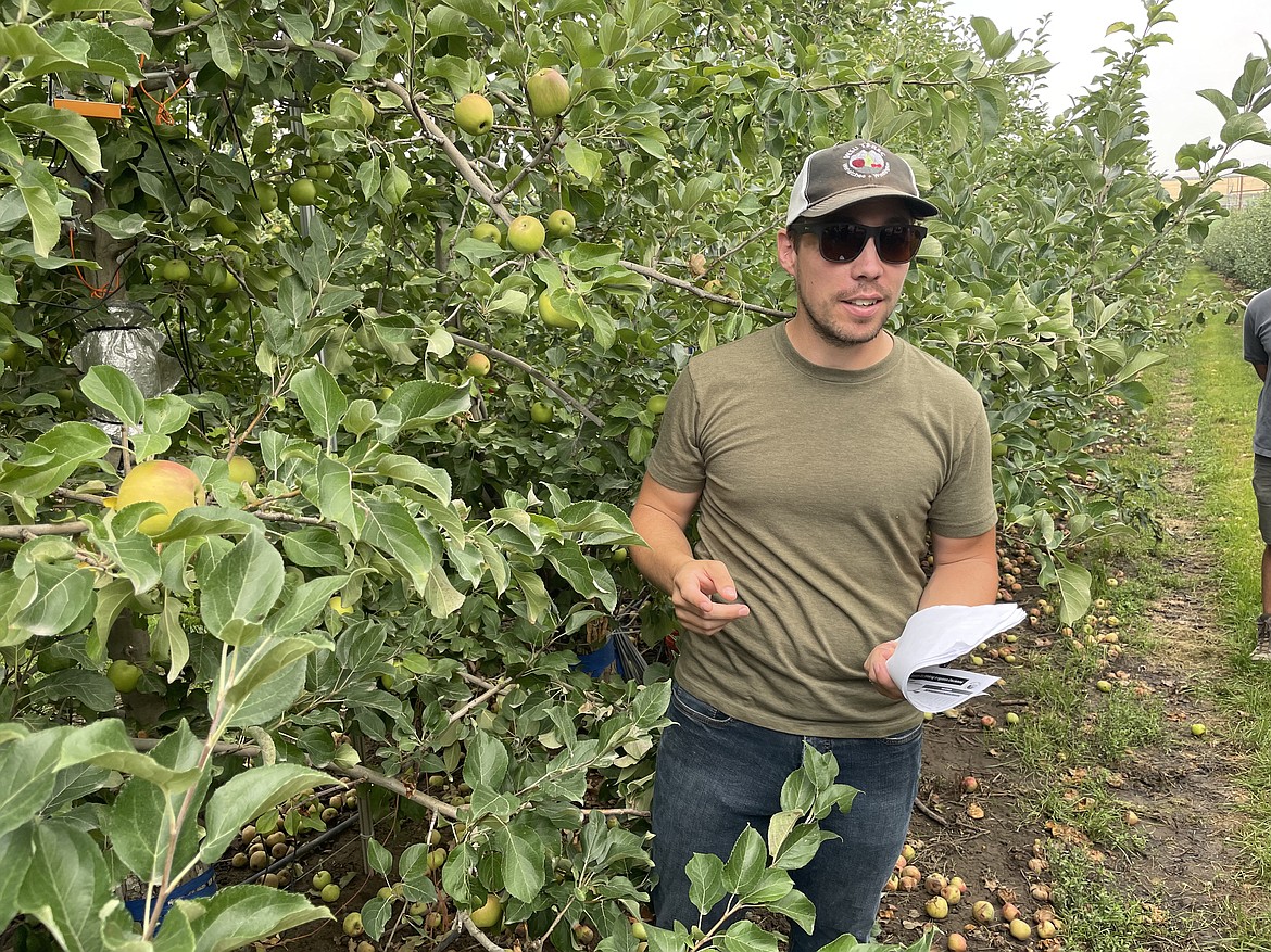 WSU researcher Lee Kalscits shows how a dendrometer is used to measure the growth of an apple in innov8.ag's Smart Orchard project near Grandview.