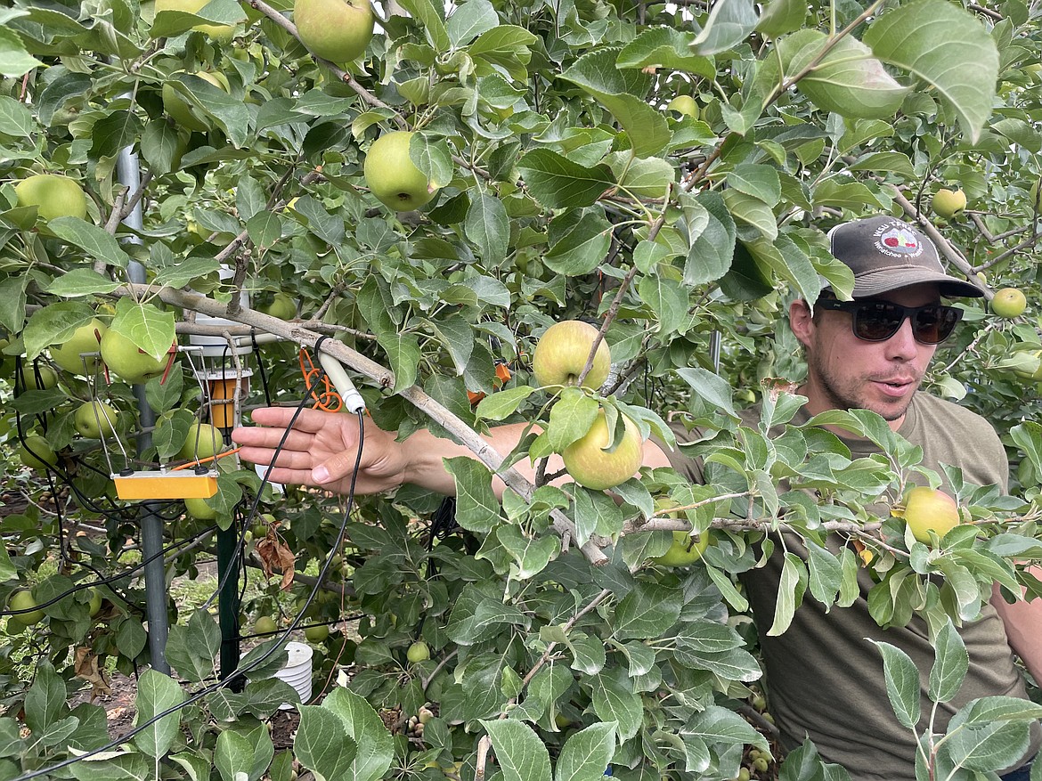 WSU researcher Lee Kalscits shows how a dendrometer is used to measure the growth of an apple in innov8.ag's Smart Orchard project near Grandview.