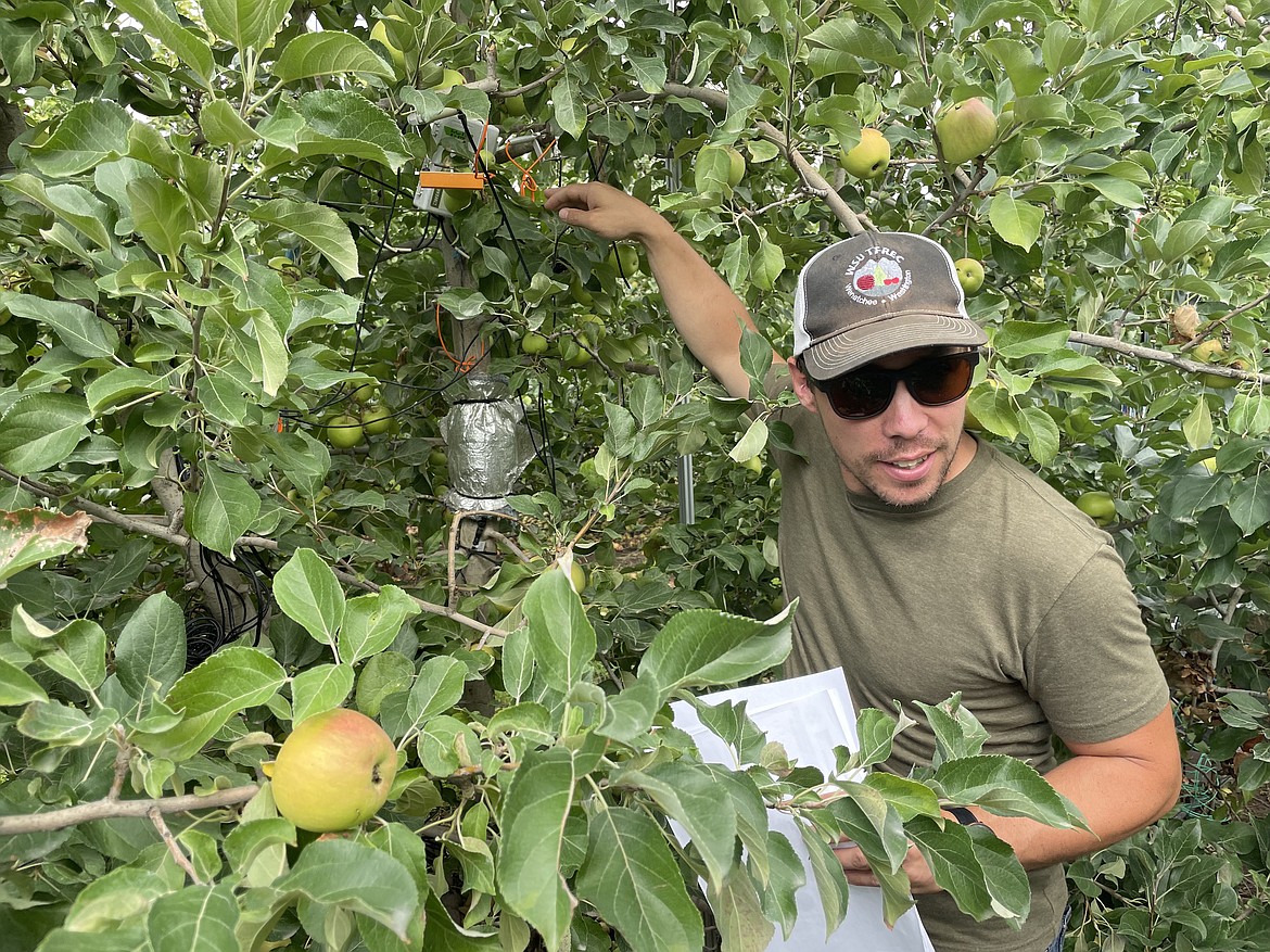 WSU researcher Lee Kalscits shows how a dendrometer is used to measure the growth of an apple in innov8.ag's Smart Orchard project near Grandview.