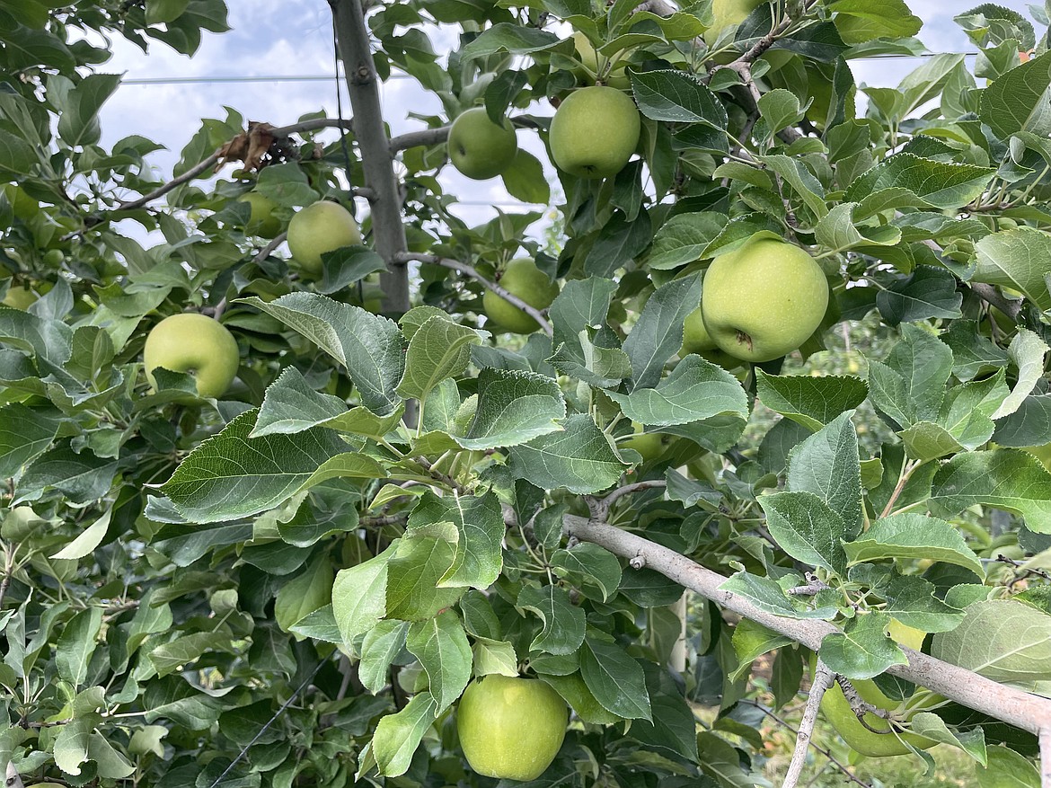 Apples in the Smart Orchard.