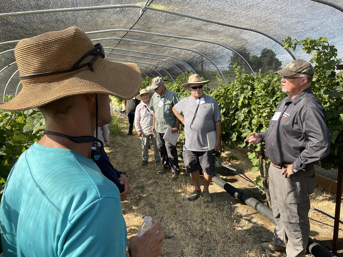 WSU researcher Tom Collins describes how how his experiment exposing grapes and vines to smoke is conducted. The overhead canopy is used to trap the smoke, and is used instead of clear greenhouse plastic because that would make the experimental area too hot, Collins said.
