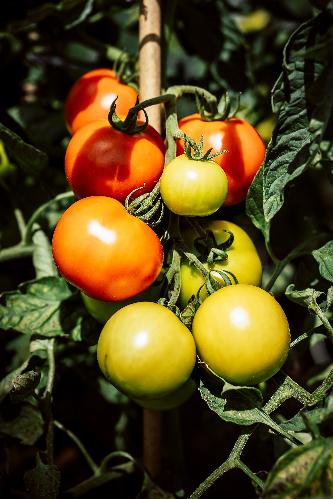 You don't have to prune tomatoes, but if you do, do it in a way that aids growth.