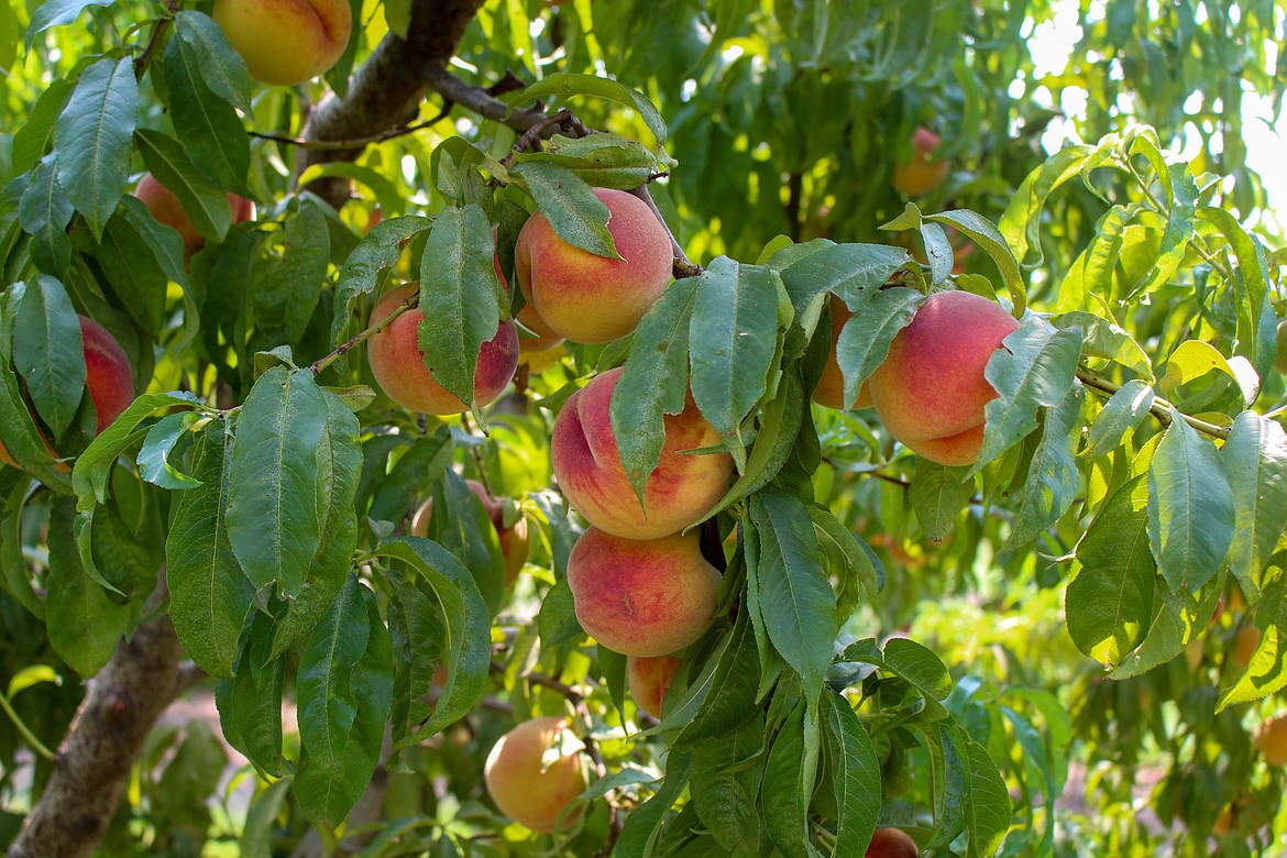Thinning out fruit on young, overcrowded branches helps to protect the branch from breaking and diminishing the tree’s structure.