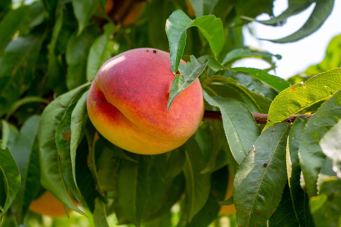 A peach sits on the branch at Verhey’s Peaches orchard in Royal City.