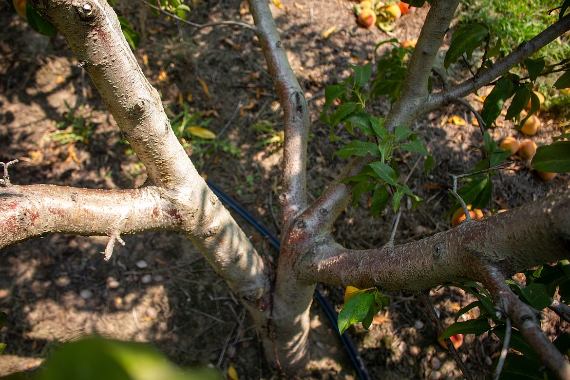 Trees are pruned to leave an open center at Verhey’s Peaches orchard to help maximize air flow and sunlight.