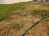Ask the secret agent — torched lawns and COVID concerns
