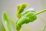 Study shows pest attack order changes plant defenses