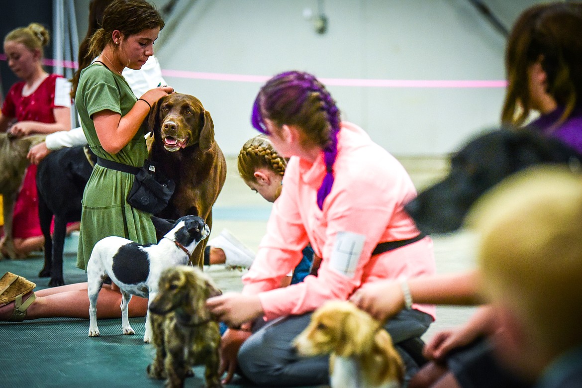 Contestants sit with their dogs as judges confer at the 4-H Dog Show at the Northwest Montana Fair on Friday, Aug. 13. (Casey Kreider/Daily Inter Lake)