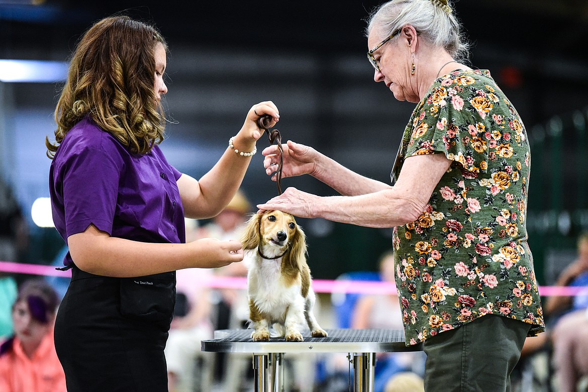 Aeris Morris has her English cream mini Dachshund named Cali judged by Marney McLeary at the 4-H Dog Show at the Northwest Montana Fair on Friday, Aug. 13. (Casey Kreider/Daily Inter Lake)