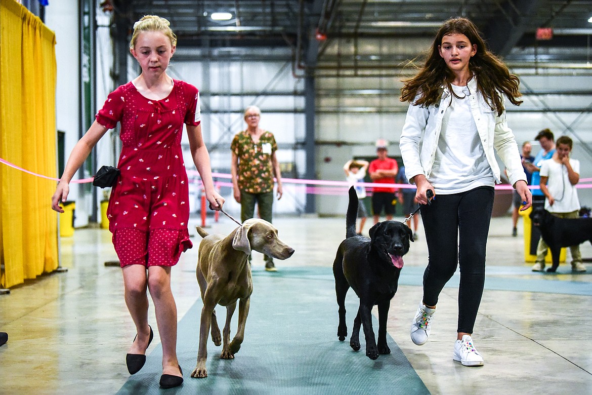 Judge Marney McLeary, back, compares two dogs at the 4-H Dog Show at the Northwest Montana Fair on Friday, Aug. 13. (Casey Kreider/Daily Inter Lake)