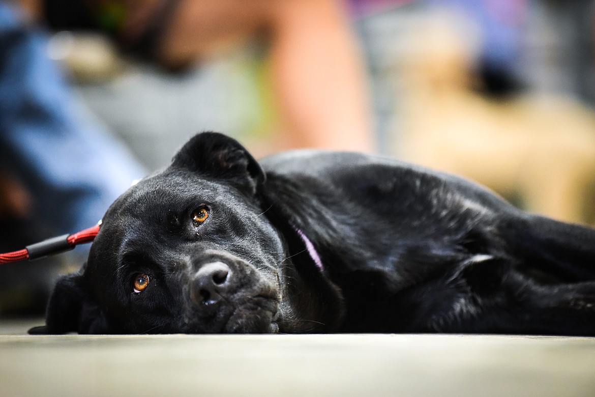 Silvi, a black Lab mix belonging to the Barone family, watches the competition from a spot on the floor at the 4H Dog Show at the Northwest Montana Fair on Friday, Aug. 13. (Casey Kreider/Daily Inter Lake)