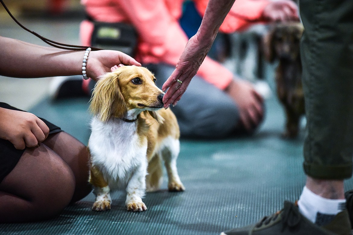 Cali, an English cream mini Dachshund being shown by Aeris Morris, sniffs the hand of judge Marney McLeary at the 4-H Dog Show at the Northwest Montana Fair on Friday, Aug. 13. (Casey Kreider/Daily Inter Lake)