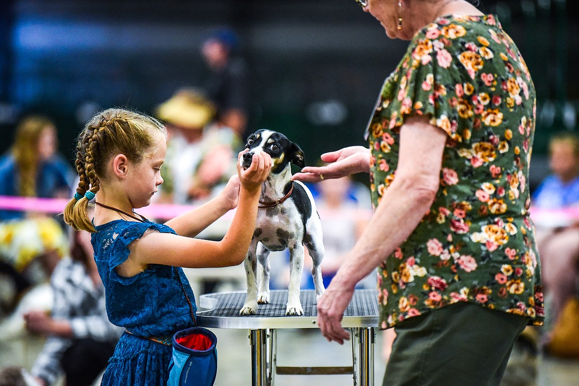 photos-scenes-from-the-4-h-dog-show-at-the-northwest-montana-fair