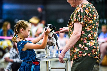 Judge Marney McLeary, right, extends a hand to Kylee Oedekoven's Jack Russell/rat terrier mix named Echo at the 4-H Dog Show at the Northwest Montana Fair on Friday, Aug. 13. (Casey Kreider/Daily Inter Lake)