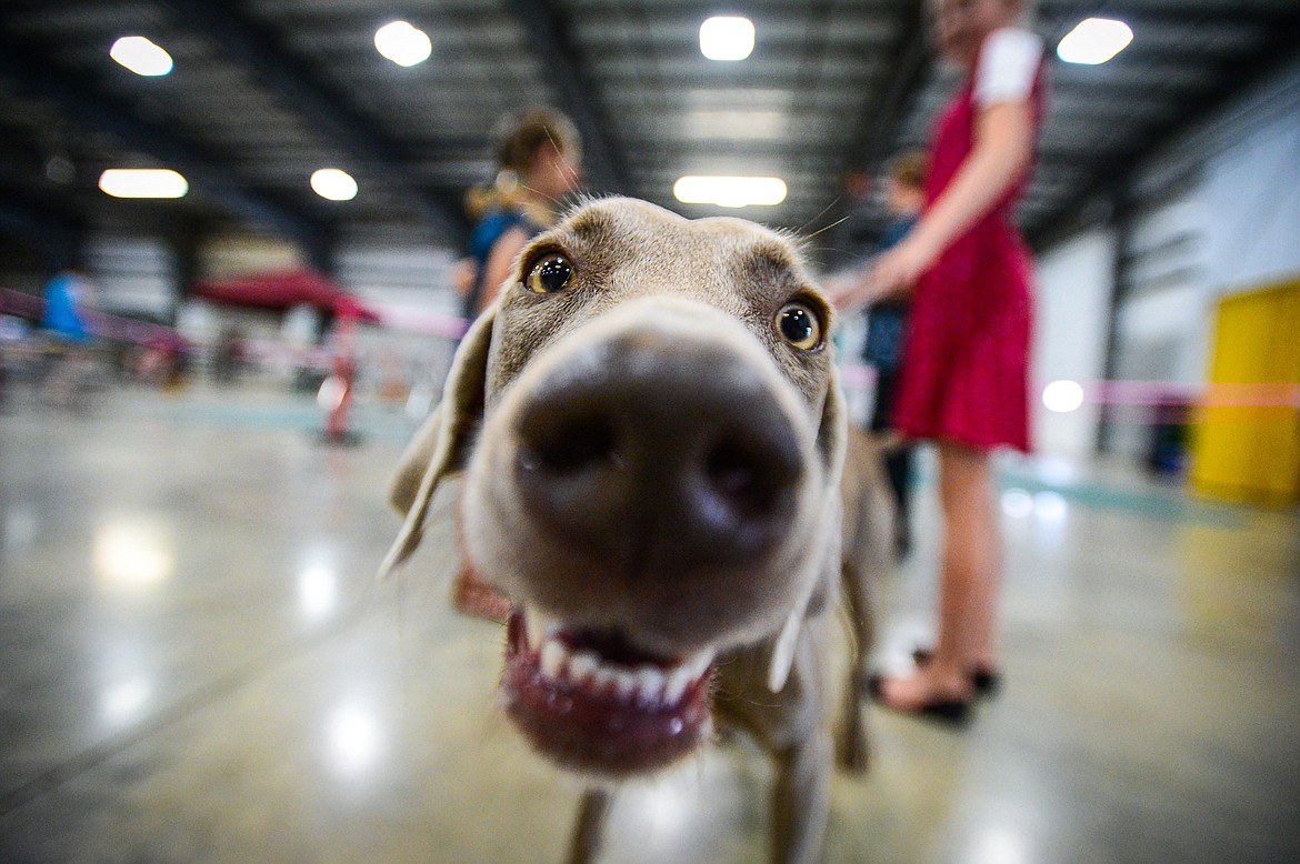 Ruthie Hornbrook's Weimaraner named Daphne smiles for the camera before the start of the 4-H Dog Show at the Northwest Montana Fair on Friday, Aug. 13. (Casey Kreider/Daily Inter Lake)