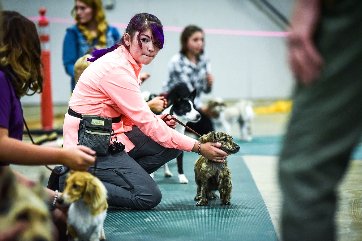 Kathryn Fleury holds her cream brindle mini Dachshund named Beretta during judging at the 4-H Dog Show at the Northwest Montana Fair on Friday, Aug. 13. (Casey Kreider/Daily Inter Lake)