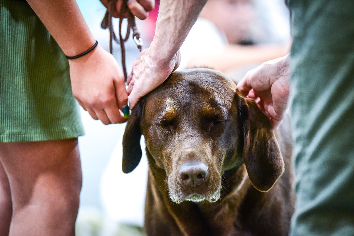 A contestant's dog is judged at the 4-H Dog Show at the Northwest Montana Fair on Friday, Aug. 13. (Casey Kreider/Daily Inter Lake)