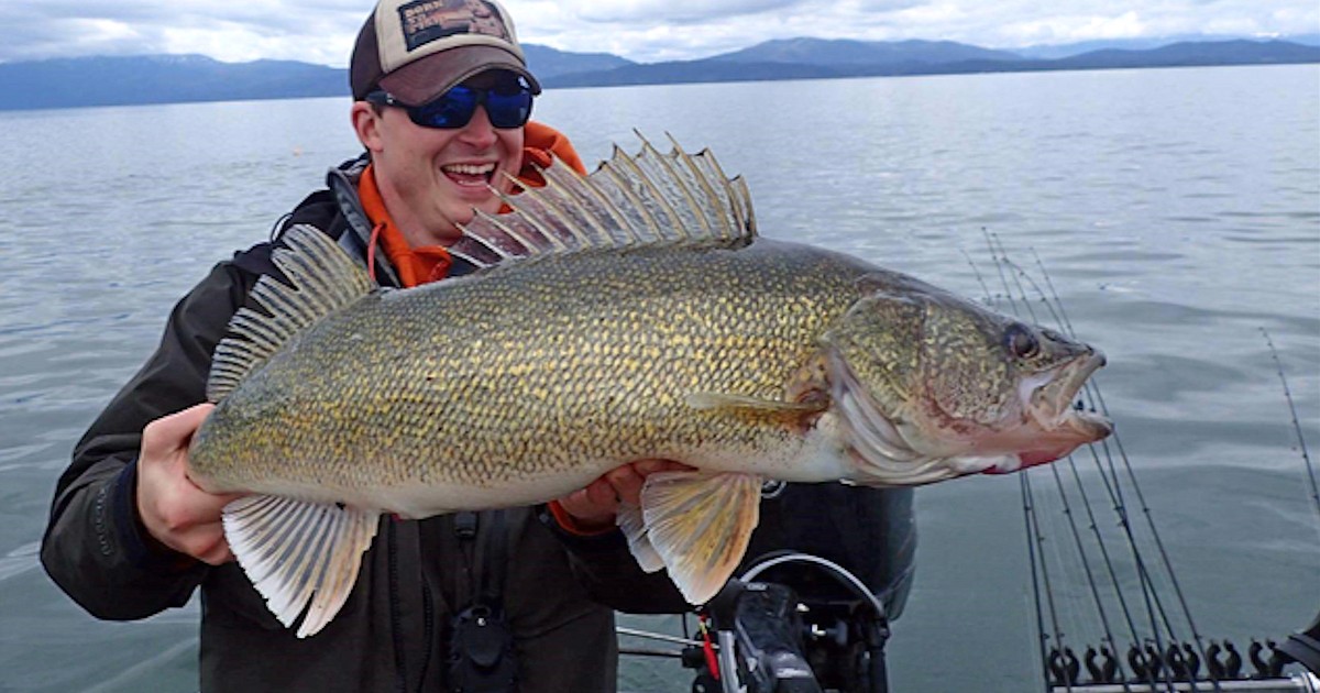 Looking for walleye in Lake Pend Oreille? We've got you covered