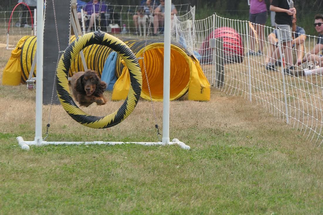 Ziggy negotiates a ring during the dog agility exercises at last week’s Trout Creek Huckleberry Festival. (Adam Lindsay/Valley Press)