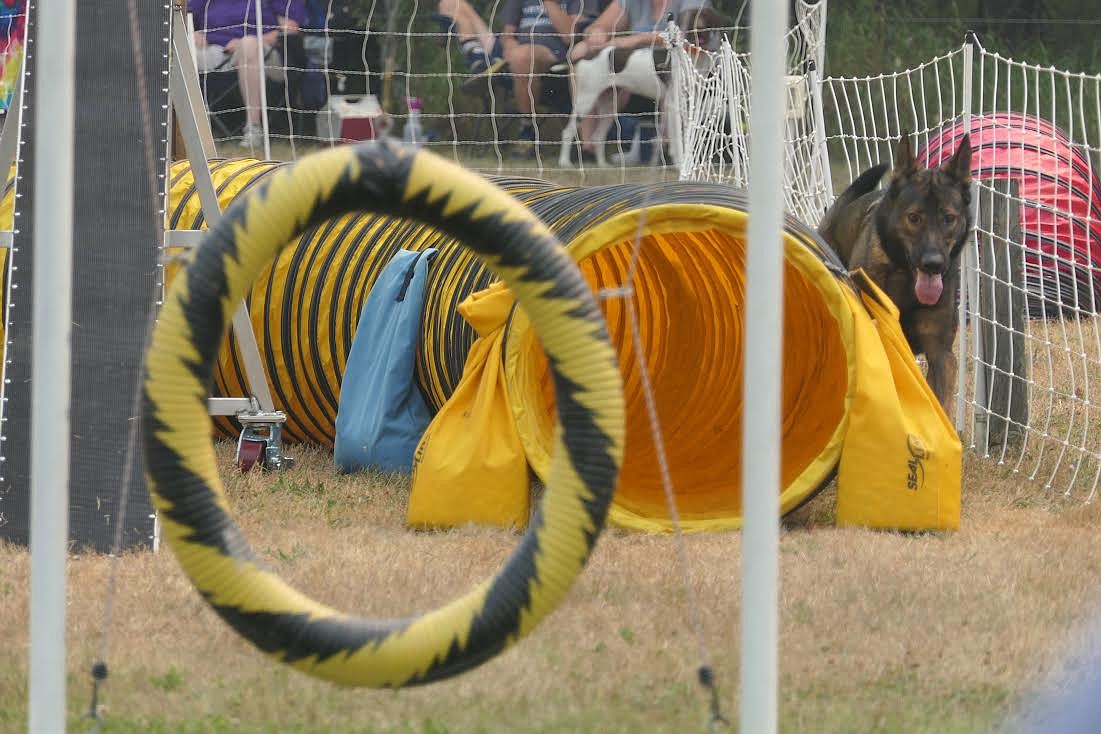 Malachi preferred an alternative route during the dog agility exercises at last week’s Trout Creek Huckleberry Festival. (Adam Lindsay/Valley Press)