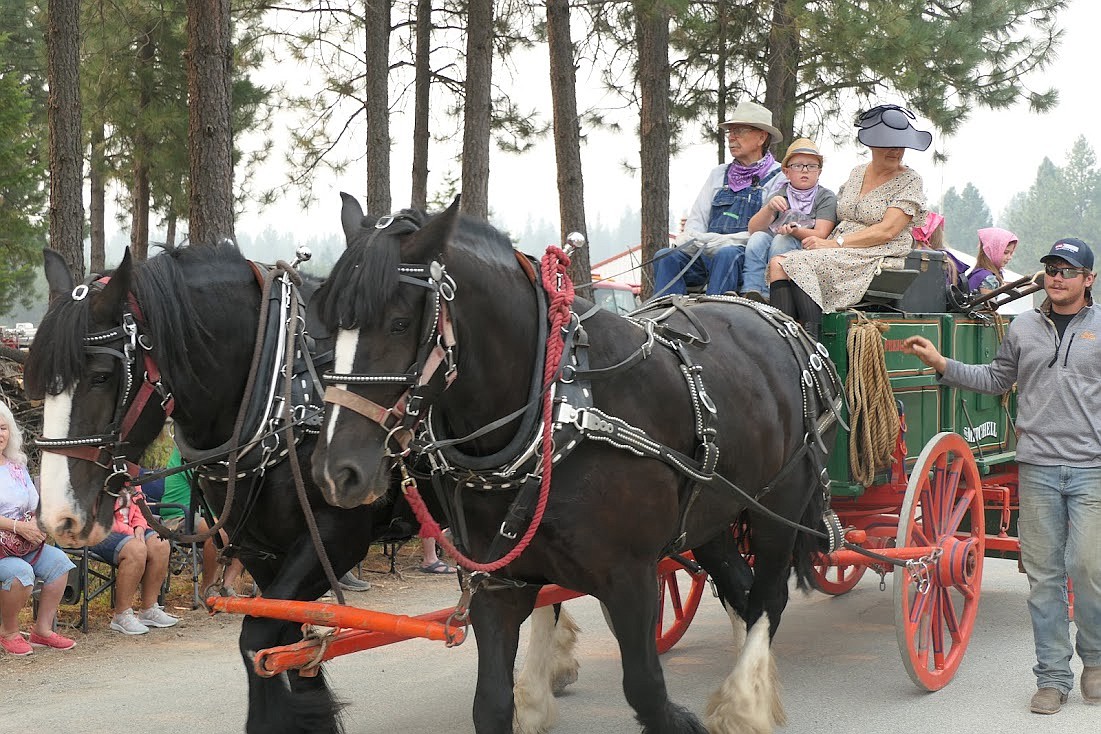 A horse-drawn wagon was one of the many highlights of last week’s parade at the Trout Creek Huckleberry Festival. (Adam Lindsay/Valley Press)