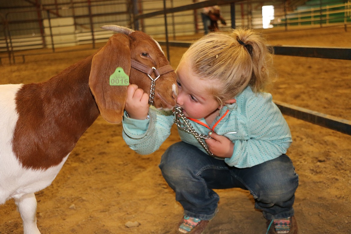 Kinzley Williams gives her goat a hug as she waits to compete in the Peewee division as some pig and goat classes, among others, at a past Bonner County Fair.