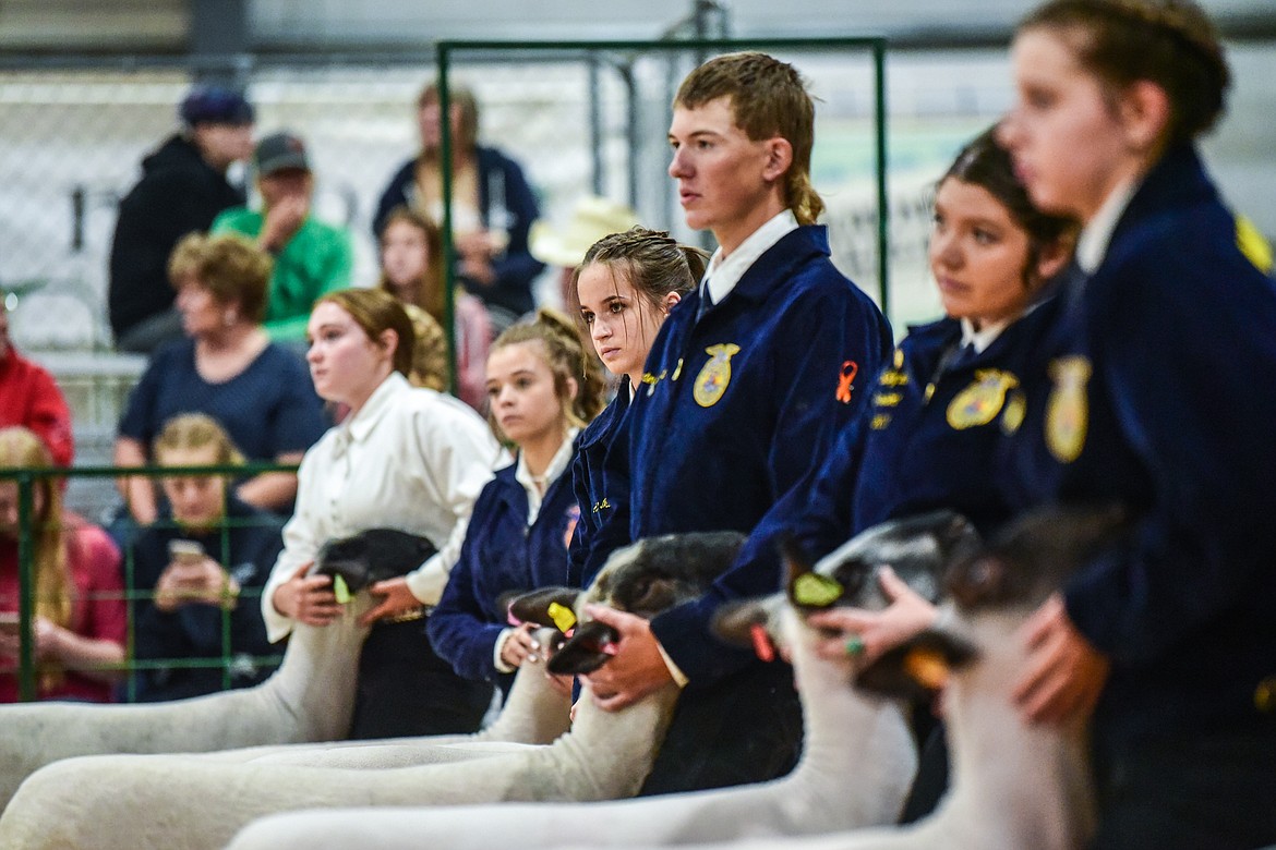 Contestants hold their sheep during Market Sheep Judging at the Northwest Montana Fair on Tuesday, Aug. 17. (Casey Kreider/Daily Inter Lake)