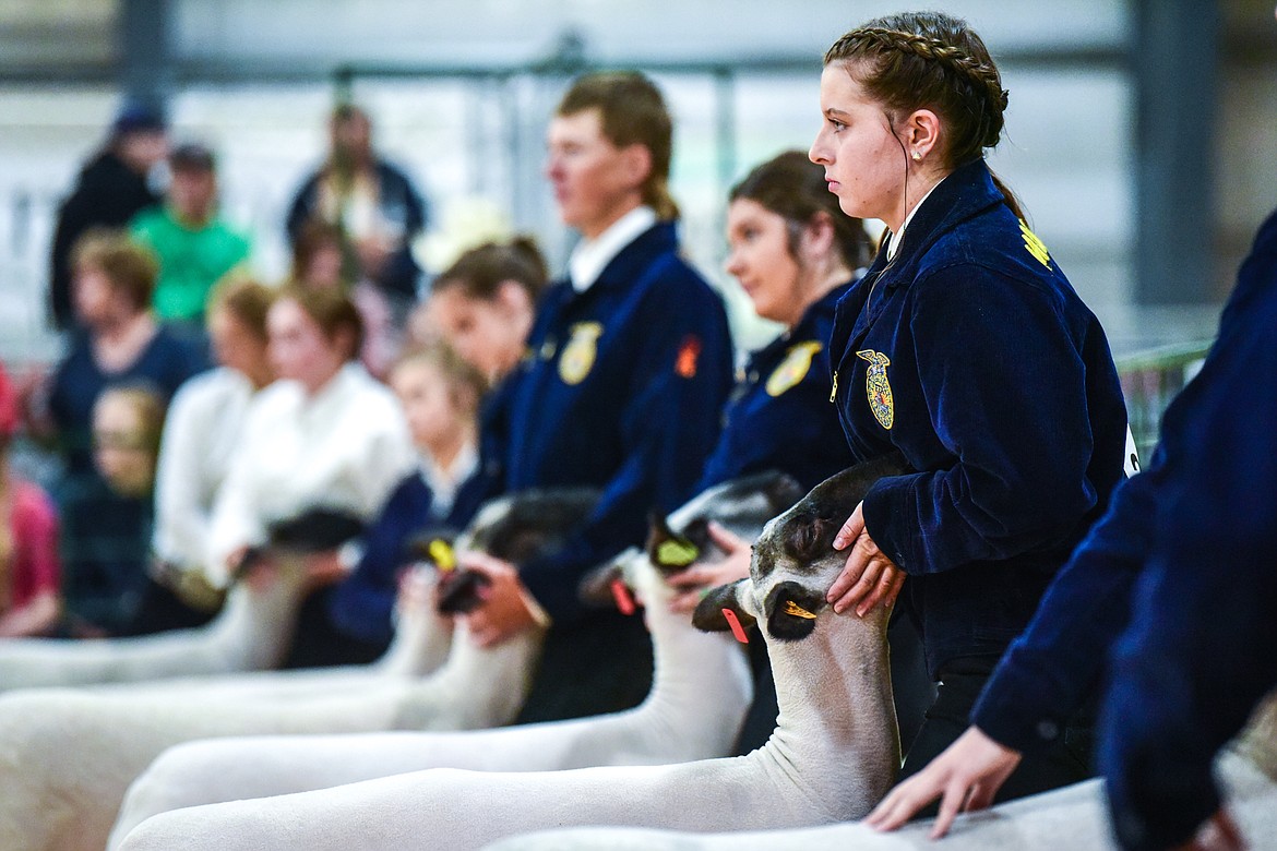 Hollie Estey and other contestants hold their sheep during Market Sheep Judging at the Northwest Montana Fair on Tuesday, Aug. 17. (Casey Kreider/Daily Inter Lake)