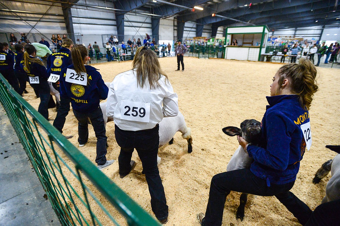 Contestants hold their sheep as judge Brett Moriarty makes his way past during Market Sheep Judging at the Northwest Montana Fair on Tuesday, Aug. 17. (Casey Kreider/Daily Inter Lake)